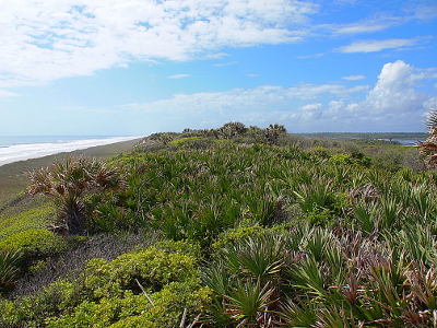 [Ground on the left slopes downward to the white waves. Vegetation sits in the foreground and also in the middle groud to the right where it meets the flat land of the wetlands.]